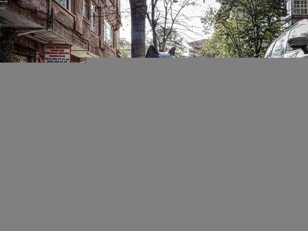 ការណែនាំសម្រាប់អ្នកថ្មីក្នុងទីផ្សារឌីជីថល